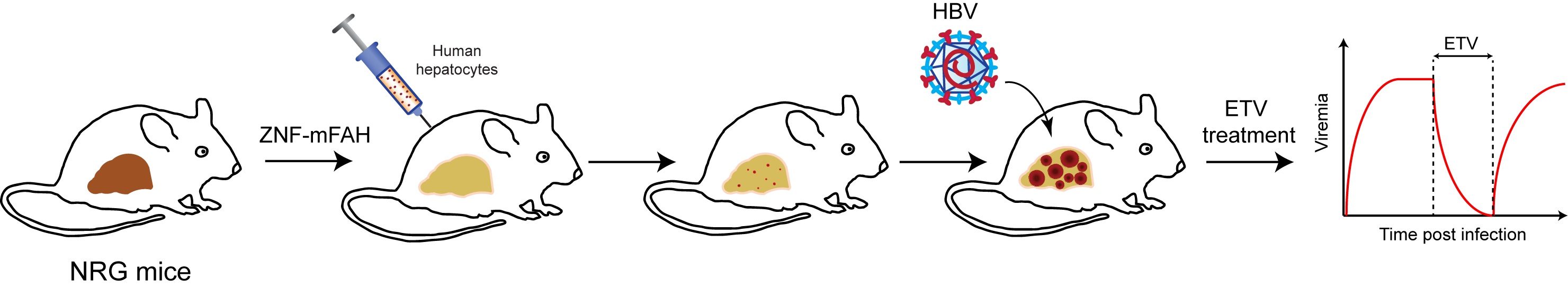 Mice проекты что это